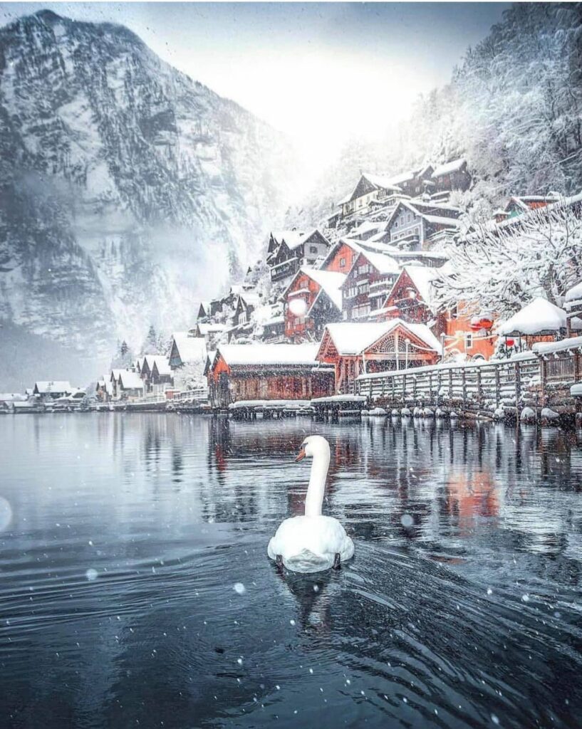 view point Hallstatt lake  winter swan