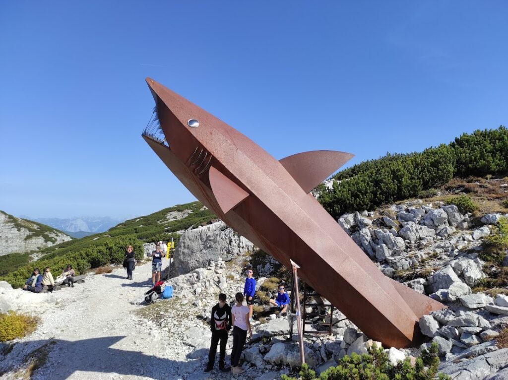 dachstein shark outside