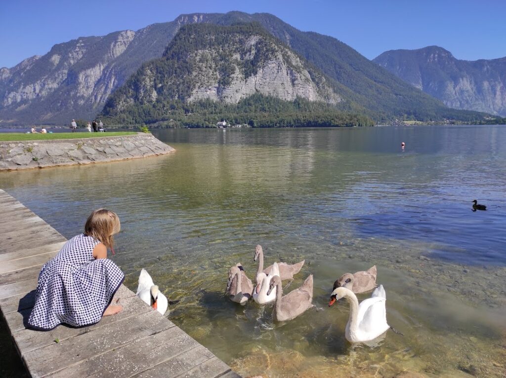 swans in lake Hallstatt - badeinsel