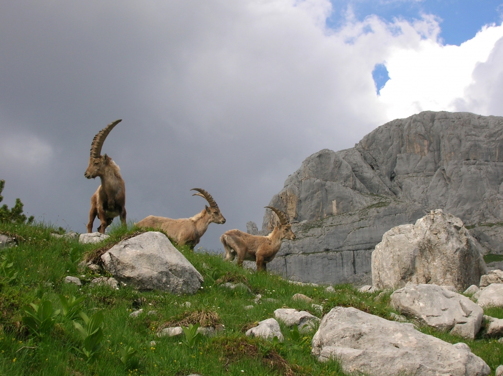 Adamekhütte wildlife